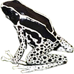 Powder Gray Dart Frog
